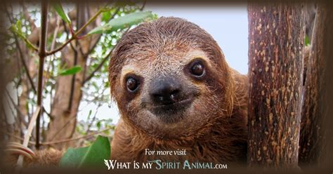 sloth meaning